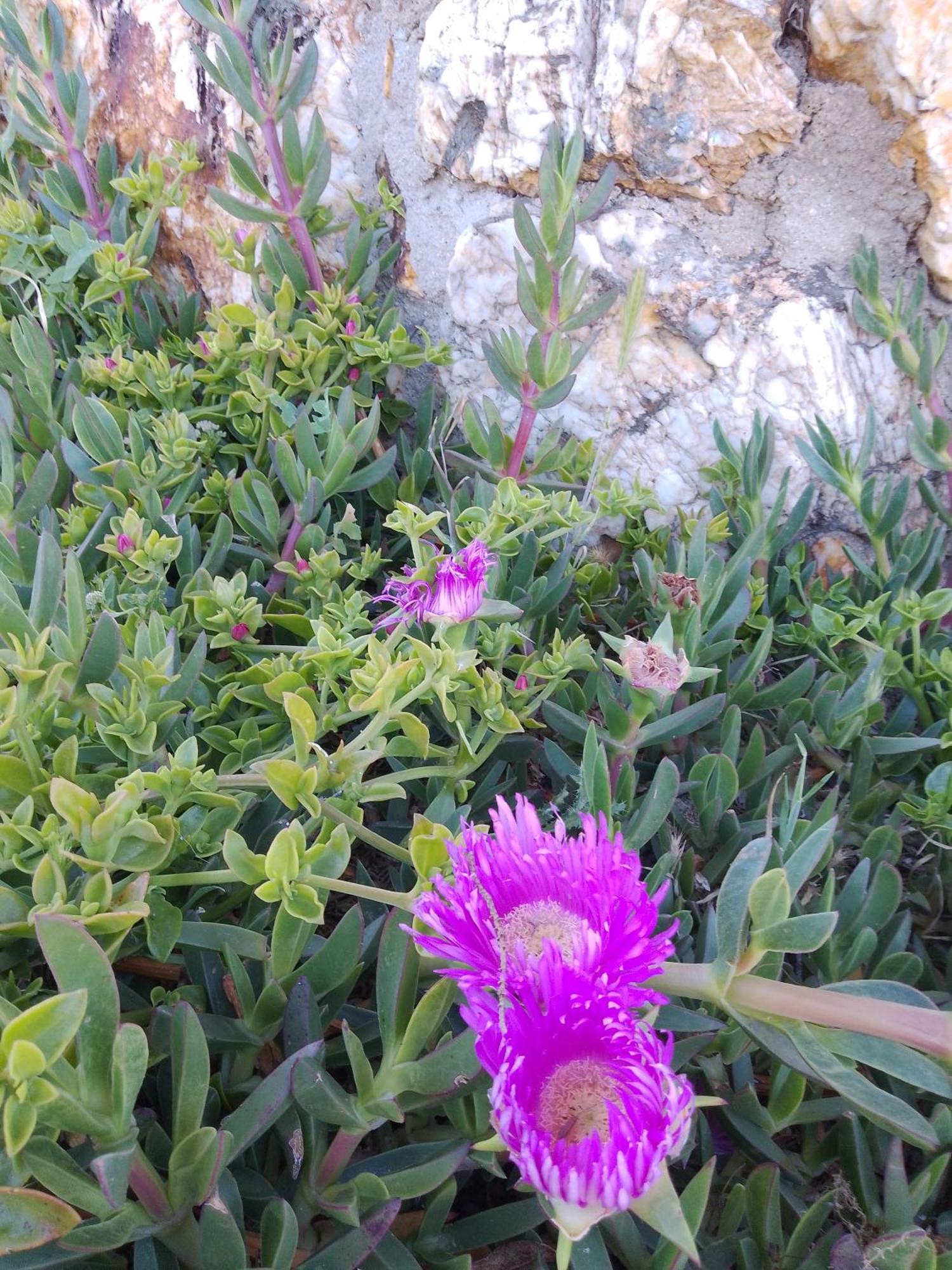 Lispusada Agriturismo Adults Only Biancareddu Экстерьер фото